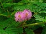 mimosa pudica